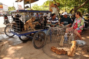 Süd-, Vietnam, Phu Quoc, Insel, Hundemarkt, Reiseberichte, www.wo-der-pfeffer-waechst.de
