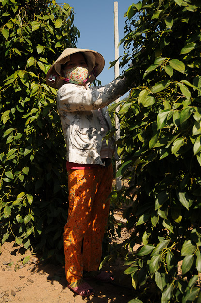 Vietnam, Phu Quoc, Insel, Pfeffer, pepper, www.wo-der-pfeffer-waechst.de