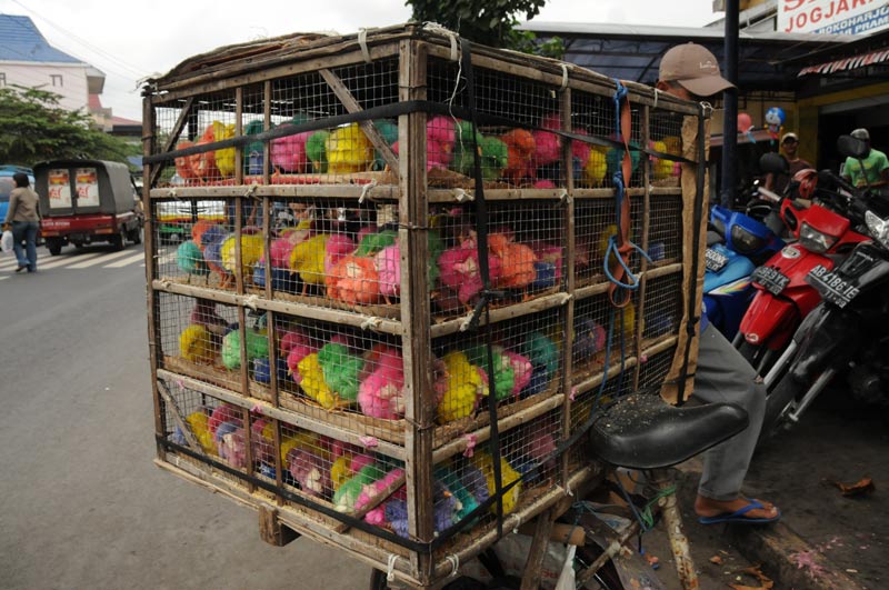 Yogyakarta, Java, bunte Küken, Indonesien, Reiseberichte, Foto: Heiko Meyer, www.wo-der-pfeffer-waechst.de