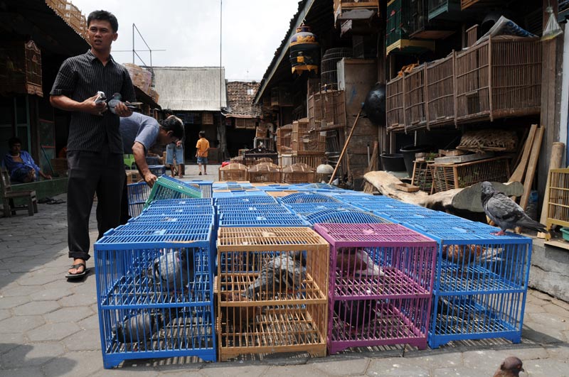 Yogyakarta, Java, Vogelmarkt, Brieftauben, Indonesien, Reiseberichte, Foto: Heiko Meyer, www.wo-der-pfeffer-waechst.de