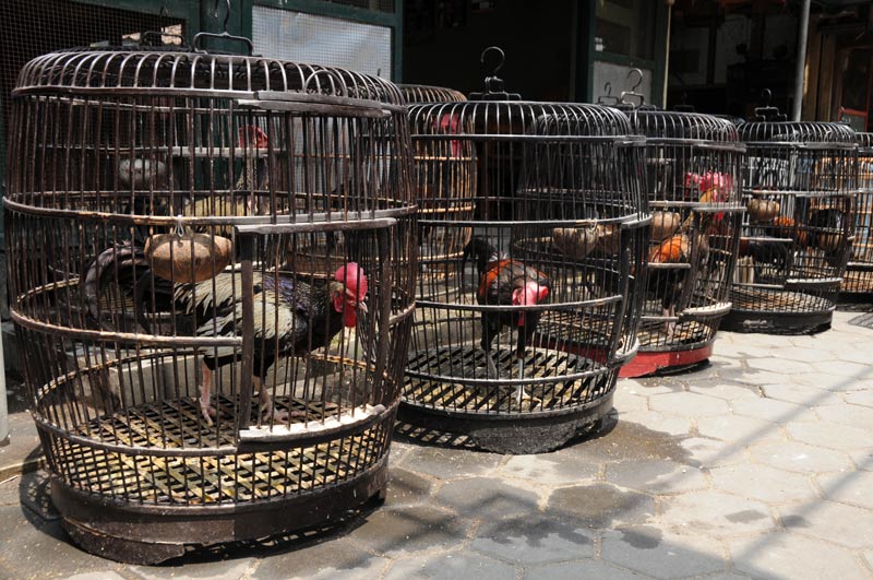 Yogyakarta, Java, Vogelmarkt, Kampfhähne, Indonesien, Reiseberichte, Foto: Heiko Meyer, www.wo-der-pfeffer-waechst.de