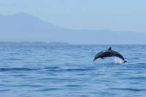 Delfin-Beobachtung, Pulau Siladen, Island, Insel, Bootstour, dolphin watching, Nord-Sulawesi, Indonesien, Indonesia, Reiseberichte, Foto: Heiko Meyer, www.wo-der-pfeffer-waechst.de