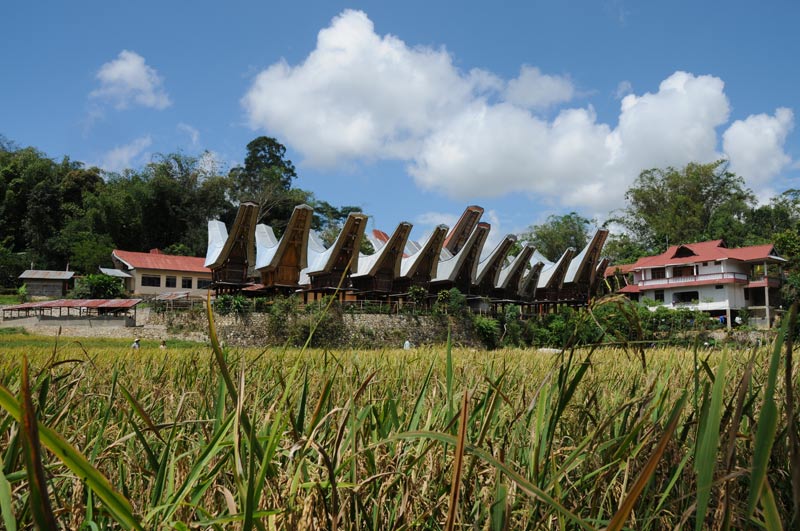 Reisfeld, Dorf, Tana Toraja, Land, Sulawesi, Island, Insel, Indonesien, Indonesia, Reiseberichte, Foto: Heiko Meyer, www.wo-der-pfeffer-waechst.de