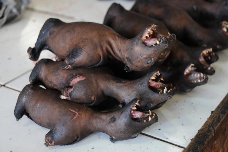 Schlange, Hund und Co. Blutiger Marktbesuch in Tomohon auf Indonesiens