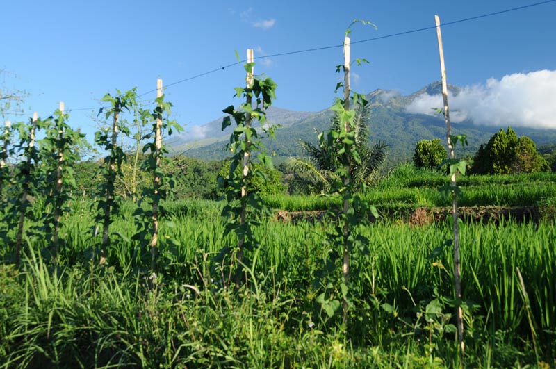 Indonesien, Indonesia, Insel, Lombok, Senaru, Vulkan, volcano, Gunung Rinjani, National Park, Reiseberichte, Foto: Heiko Meyer, www.wo-der-pfeffer-waechst.de