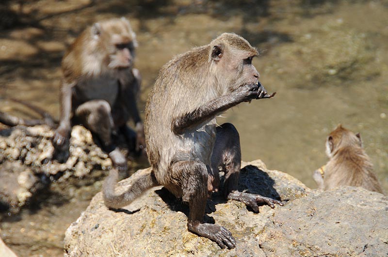 Affen, Indonesien, Indonesia, Pulau, kleine Sunda, Inseln, Komodo, National, Park, Rinca, Flores, Warane, Komodowarane, Drachen, Echsen, Bootstour, Trip, Fahrt, boat, Schiffs, Reiseberichte, Foto: Heiko Meyer, www.wo-der-pfeffer-waechst.de