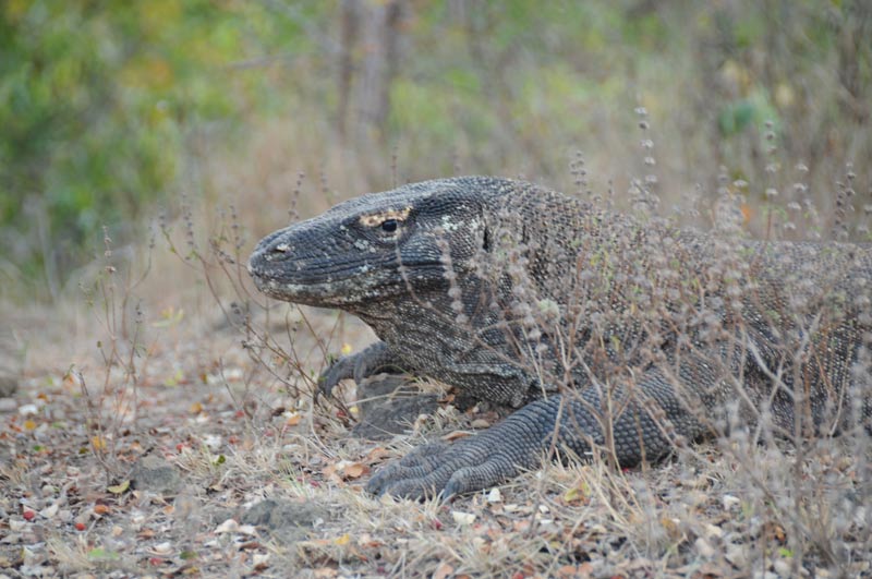 Indonesien, Indonesia, Pulau, kleine Sunda, Inseln, Komodo, National, Park, Rinca, Flores, Warane, Komodowarane, Drachen, Echsen, Bootstour, Trip, Fahrt, boat, Schiffs, Reiseberichte, Foto: Heiko Meyer, www.wo-der-pfeffer-waechst.de