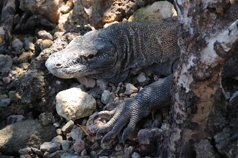 Indonesien, Indonesia, Pulau, kleine Sunda, Inseln, Komodo, National, Park, Rinca, Flores, Warane, Komodowarane, Drachen, Echsen, Bootstour, Trip, Fahrt, boat, Schiffs, Reiseberichte, Foto: Heiko Meyer, www.wo-der-pfeffer-waechst.de