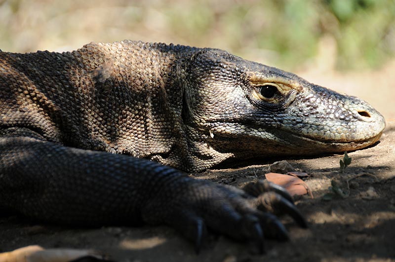 Indonesien, Indonesia, Pulau, kleine Sunda, Inseln, Komodo, National, Park, Rinca, Flores, Warane, Komodowarane, Drachen, Echsen, Bootstour, Trip, Fahrt, boat, Schiffs, Reiseberichte, Foto: Heiko Meyer, www.wo-der-pfeffer-waechst.de