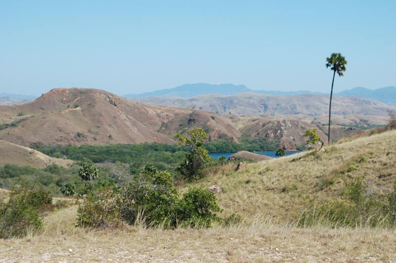 Indonesien, Indonesia, Pulau, kleine Sunda, Inseln, Komodo, National, Park, Rinca, Flores, Warane, Komodowarane, Drachen, Echsen, Bootstour, Trip, Fahrt, boat, Schiffs, Reiseberichte, Foto: Heiko Meyer, www.wo-der-pfeffer-waechst.de