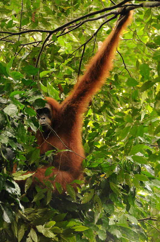 Orang-Utan, Affen, Bukit Lawang, Gunung-Leuser-Nationalpark, Nord-Sumatra, Trekking, Urwald, Dschungel, Indonesien, Indonesia, Reisebericht, www.wo-der-pfeffer-waechst.de