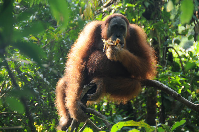 Orang Utan, Menschenaffe, Früchte, Bukit Lawang, Gunung-Leuser-Nationalpark, Ranger, Nord-Sumatra, Trekking, Urwald, Dschungel, Indonesien, Indonesia, Reisebericht, www.wo-der-pfeffer-waechst.de