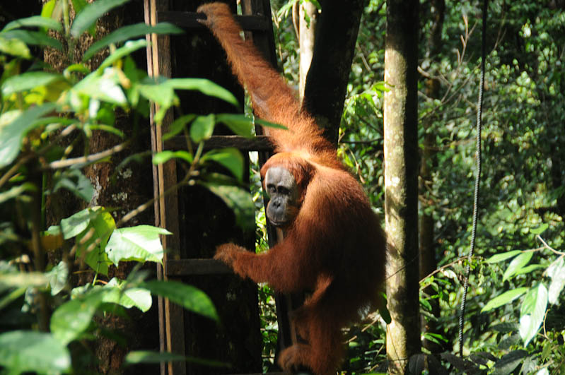 Orang-Utan-Rehabilitationsstation, Fütterungsplattform, Bukit Lawang, Fluss, Gunung-Leuser-Nationalpark, Nord-Sumatra, Indonesien, Indonesia, Reisebericht, www.wo-der-pfeffer-waechst.de