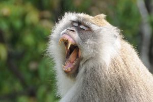 Pusuk Monkey Forest, wilde Affen, Lombok, Vulkan Gunung Rinjani, 50 Bilder, die sofort Lust auf eine Indonesien-Reise machen, Indonesia, Reiseberichte, Foto: Heiko Meyer, www.wo-der-pfeffer-waechst.de