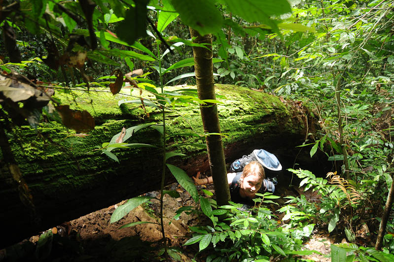 Bukit Lawang, Gunung-Leuser-Nationalpark, Nord-Sumatra, Trekking, Urwald, Dschungel, Indonesien, Indonesia, Reisebericht, www.wo-der-pfeffer-waechst.de