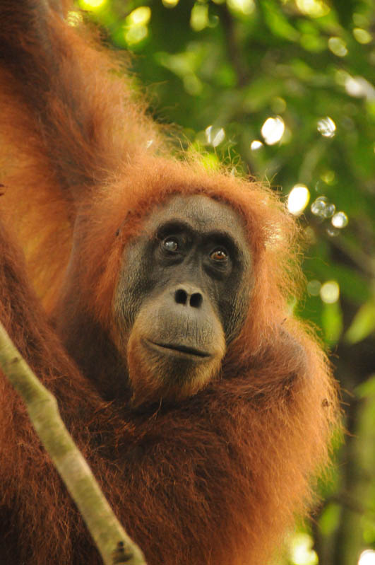 Orang-Utan, Menschenaffen, Bukit Lawang, Gunung-Leuser-Nationalpark, Nord-Sumatra, Trekking, Urwald, Dschungel, Indonesien, Indonesia, Reisebericht, www.wo-der-pfeffer-waechst.de