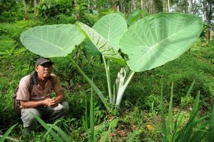 Bukit Lawang, Gunung-Leuser-Nationalpark, Ranger, Nord-Sumatra, Trekking, Urwald, riesige Blätter, Dschungel, Indonesien, Indonesia, Reisebericht, www.wo-der-pfeffer-waechst.de