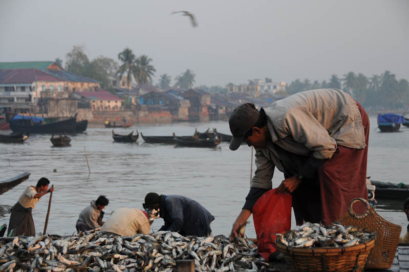 Sittwe, Fischmarkt, Fischerboote, Akyab, Rakhine-Staat, State, Division, Myanmar, Burma, Birma, Reisebericht, www.wo-der-pfeffer-waechst.de