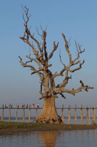 Amarapura, U Bein-Teakholzbrücke, bridge, Baum, Mandalay, Myanmar, Burma, Birma, Reisebericht, www.wo-der-pfeffer-waechst.de