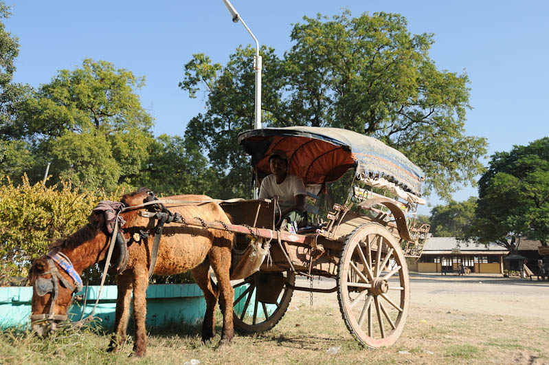 Monywa, Pferdekutsche, horse cart, Myanmar, Burma, Birma, Reisebericht, www.wo-der-pfeffer-waechst.de