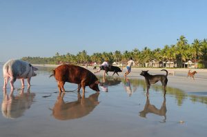 Ngwe Saung Beach, Strand, Schweine, Hunde, Tiere, Myanmar, Burma, Birma, Golf von Bengalen, Reisebericht, www.wo-der-pfeffer-waechst.de