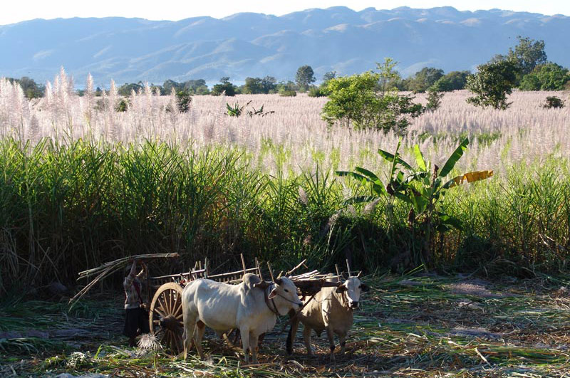 Myanmar, Burma, Birma, Trekking, Wandern, Shan-Staat, state, division, Zuckerrohr, Ochsenkarren, Bauern, Reiseberichte, www.wo-der-pfeffer-waechst.de