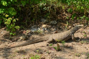 Koh Bulon, Ko Bulon, Leh, Lae, Thailand, Warane, Monitor lizard, Insel, Andamanensee, Bilder, Fotos, Reiseberichte, www.wo-der-pfeffer-waechst.de