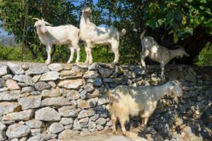 Ziegenherde nahe des Bergdorfs Chalki auf Naxos