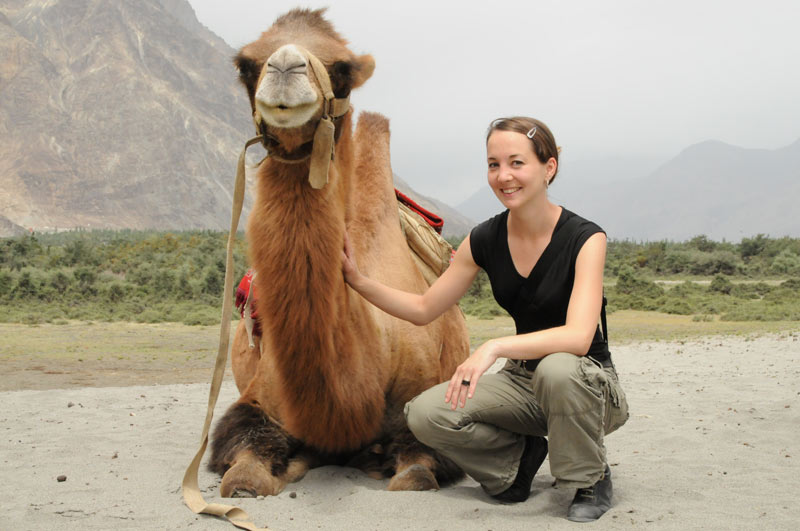 Baktrische Kamele, Nubra-Tal, Ladakh, Indien, indischer Himalaya, Himalaja-Gebirge, Hunder, Diskit, Reisetipps, Rundreisen, Asien, Reiseberichte, Reiseblogger, www.wo-der-pfeffer-waechst.de