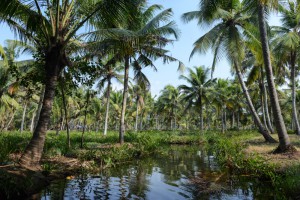 Kokospalmen, Backwaters-Tour, Kerala, Kanu, Munroe Island, Monroe Island, Kollam, Südindien, Kuttanad, Reisetipps, Reisen mit Kindern, Rundreisen, Asien, Reiseberichte, Reiseblogger, www.wo-der-pfeffer-waechst.de
