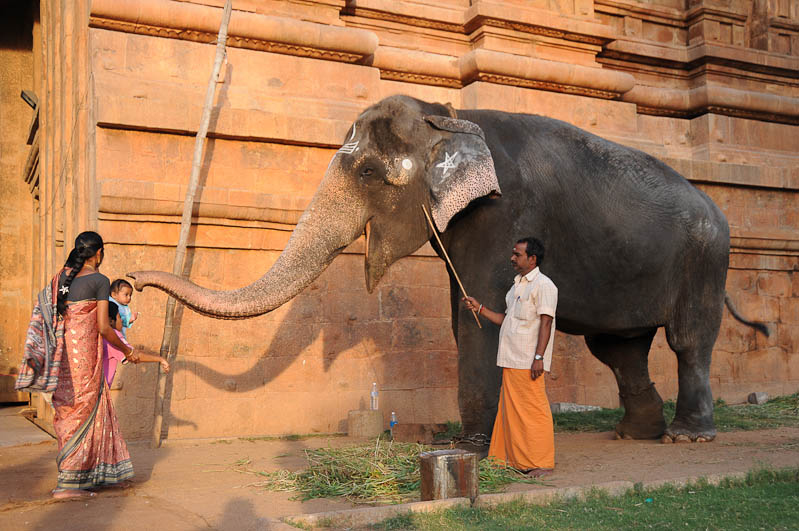 Thanjavur, Tanjore, Brihadishvara-Tempel, Tempelelefant, Tamil Nadu, Tempeltour, Südindien, Reisetipps, Rundreisen, Asien, Reiseberichte, Reiseblogger, www.wo-der-pfeffer-waechst.de