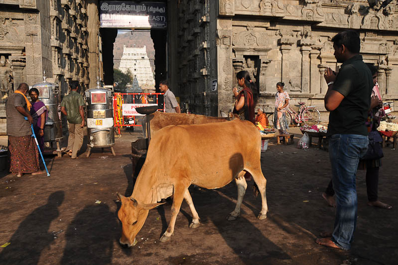 Tiruvannamalai, Arunachaleswar-Tempel, Osteingang, Tamil Nadu, Tempeltour, Südindien, Reisetipps, Rundreisen, Asien, Reiseberichte, Reiseblogger, www.wo-der-pfeffer-waechst.de