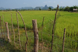Laos, Zentrallaos, Thakhek, The Loop, Reisebericht, Karstberge, Reisfelder, Landschaft, scenery, rice fields, laotische Provinz Khammouan, Khammuan, Reisetipps, Rundreisen, Südostasien, Reiseblogger, www.wo-der-pfeffer-waechst.de