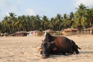 Agonda Beach, Goa Beach Guide, die schönsten Strände von Norden nach Süden, Strand, best beaches, Nordgoa, Südgoa, Indien, India, Beach-Hopping, Reisen mit Kindern, Indien mit Kindern, Südasien, Bilder, Fotos, Reiseberichte, www.wo-der-pfeffer-waechst.de