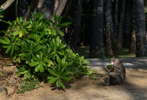 Mu Koh Lanta National Park, Affen, monkey, Beach Guide, Thailand, schöne Strände, Ausflüge, Schnorcheltouren, Reisetipps, Reisen mit Kindern, Babys, Kleinkindern, Elternzeit, Inselhüpfen, Andamanensee, Südthailand, Klong Dao Beach, Asien, Reiseberichte, Reiseblogger, www.wo-der-pfeffer-waechst.de