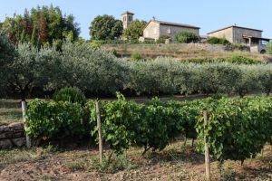 Ribes, Joyeuse, Ardèche, Südfrankreich, Weinberg, Sommerurlaub, Reisebericht, mit Kind, Kinder, Südeuropa, Reiseblogger, www.wo-der-pfeffer-waechst.de