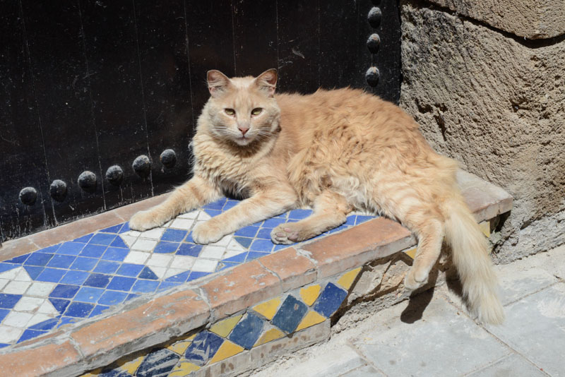 Essaouira, Marokko, Katzen, cats, Bilder, Infos, Reisebericht, Reisetipps, Afrika, Reiseblogger, www.wo-der-pfeffer-waechst.de