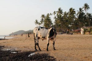 Anjuna Beach, Goa, Kuh, Kühe, cows, Strand, Strände, Indien, India, Reiseberichte, Südasien, Bilder, Fotos, www.wo-der-pfeffer-waechst.de