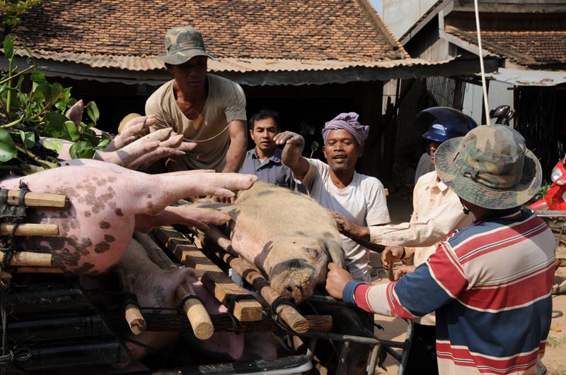 Schweine, Transport, Pick-up, Kampong Thom, Kambodscha, Reisebericht, Cambodia, Reisetipps, Südostasien, Bilder, Foto: Heiko Meyer, www.wo-der-pfeffer-waechst.de