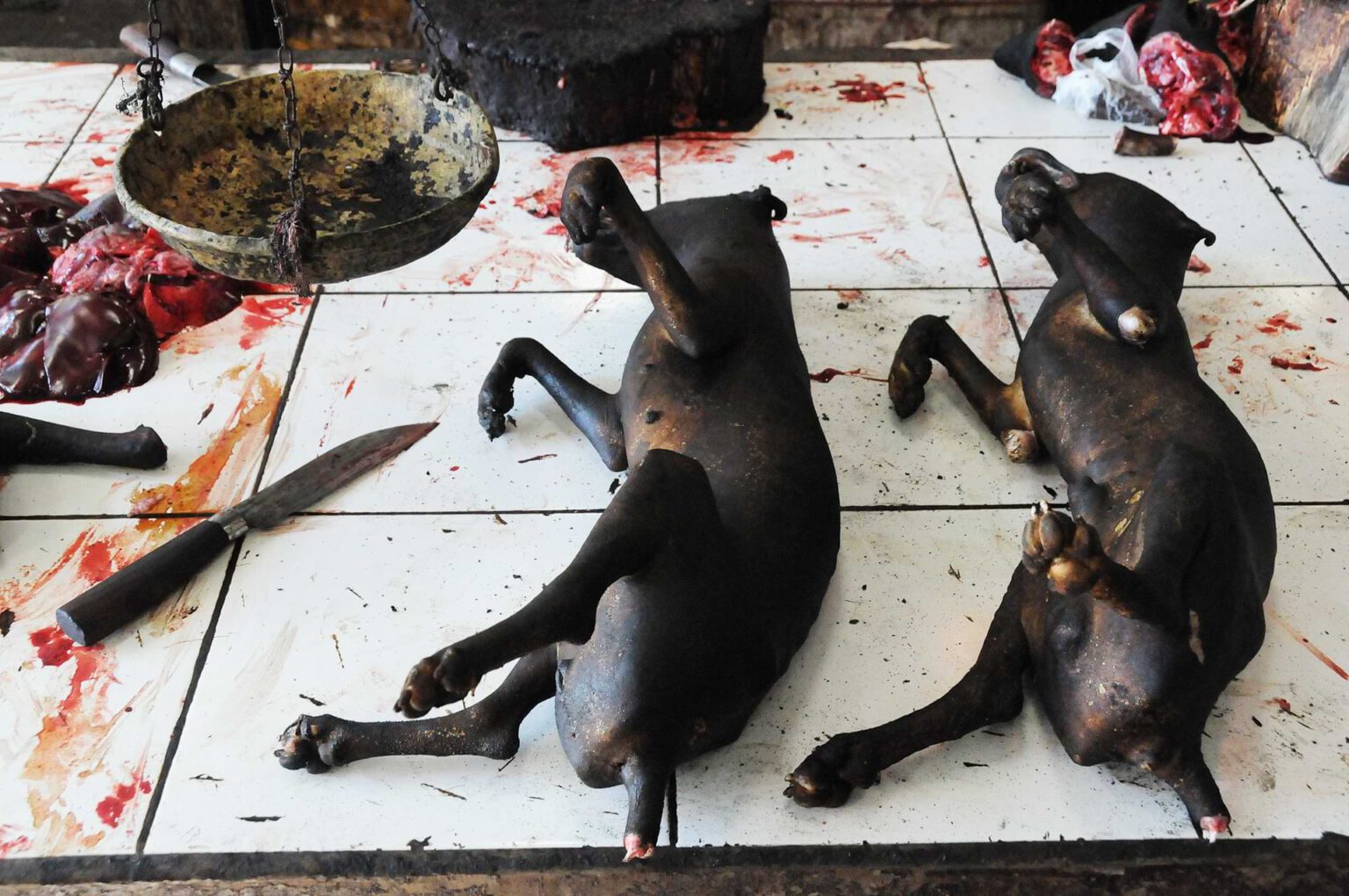 Schlange, Hund und Co. Blutiger Marktbesuch in Tomohon auf Indonesiens