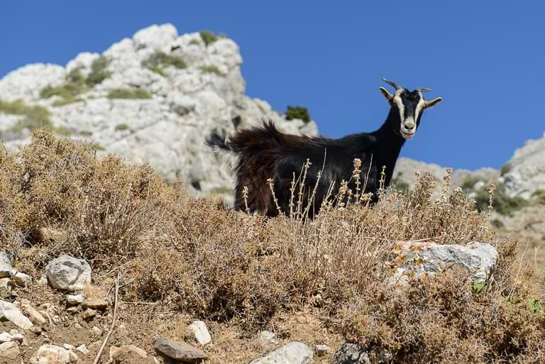 Bergdorf Palio Pyli, Kos, Ziege, Reisebericht, Griechenland, Foto: Heiko Meyer