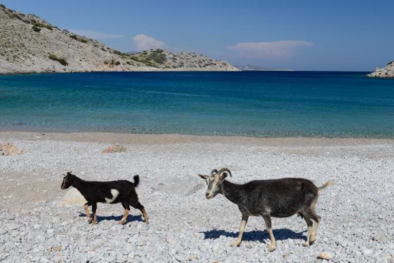 Ziegen, Marathounda Beach, Symi, Strände, Griechenland, Reisebericht, Foto: Heiko Meyer