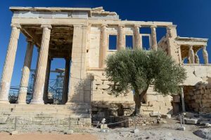 Erechtheion-Tempel, Olivenbaum, Akropolis, Athen, Reisebericht