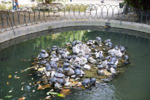 Schildkröten, Nationalgarten, Athen, Reisebericht