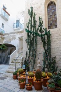 Kakteen, Kaktus, Altstadt, Polignano a Mare, Italien, Reisebericht, Apulien, Sehenswürdigkeiten