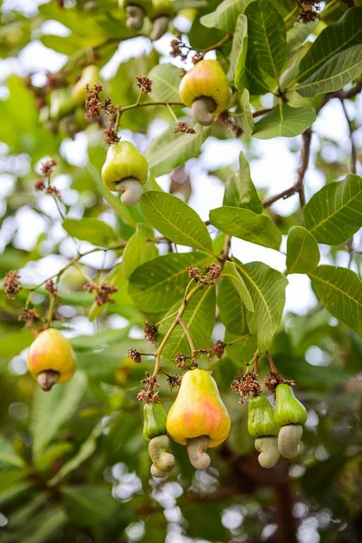 Cashewnuss-Baum, Koh Phayam, Thailand