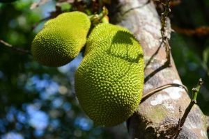 Jackfrucht-Baum, Koh Phayam, Thailand