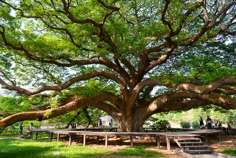 Giant Monkey Pod Tree, Kanchanaburi, Reisebericht, riesiger Baum