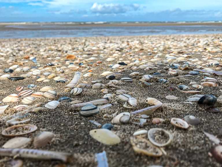Muscheln, Nordsee, Strand, Holland, Katwijk aan Zee, Reisebericht, Niederlande
