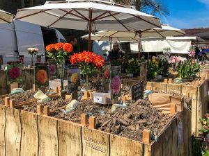 Wochenmarkt, Alkmaar, St.-Laurens-Kirche, Laurenskerk, Niederlande, Blumenzwiebeln